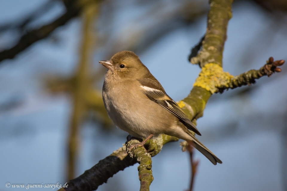 Buchfink -weiblich-