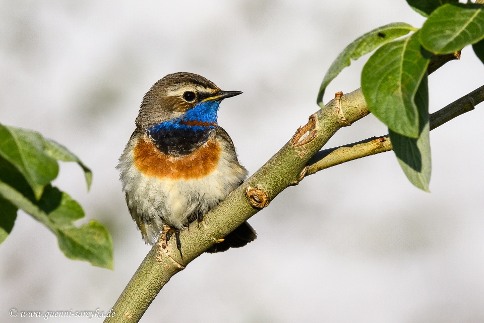 Blaukehlchen -männlich-