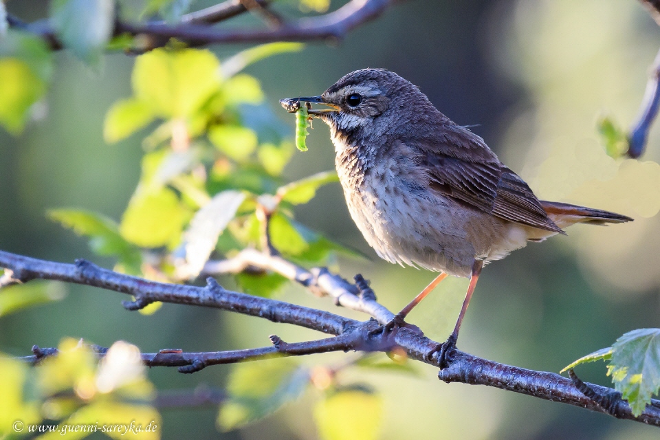 Blaukehlchen -weiblich-