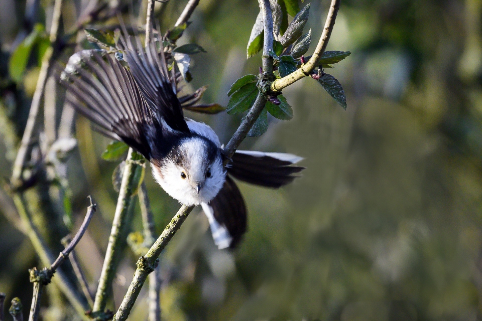 Schwanzmeise macht den Abflug!