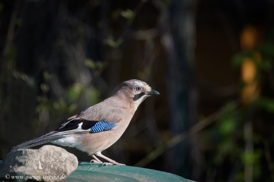 Eichelhäher im Schrebergarten