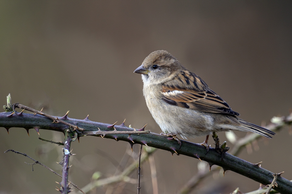 Haussperling -weibl.- 