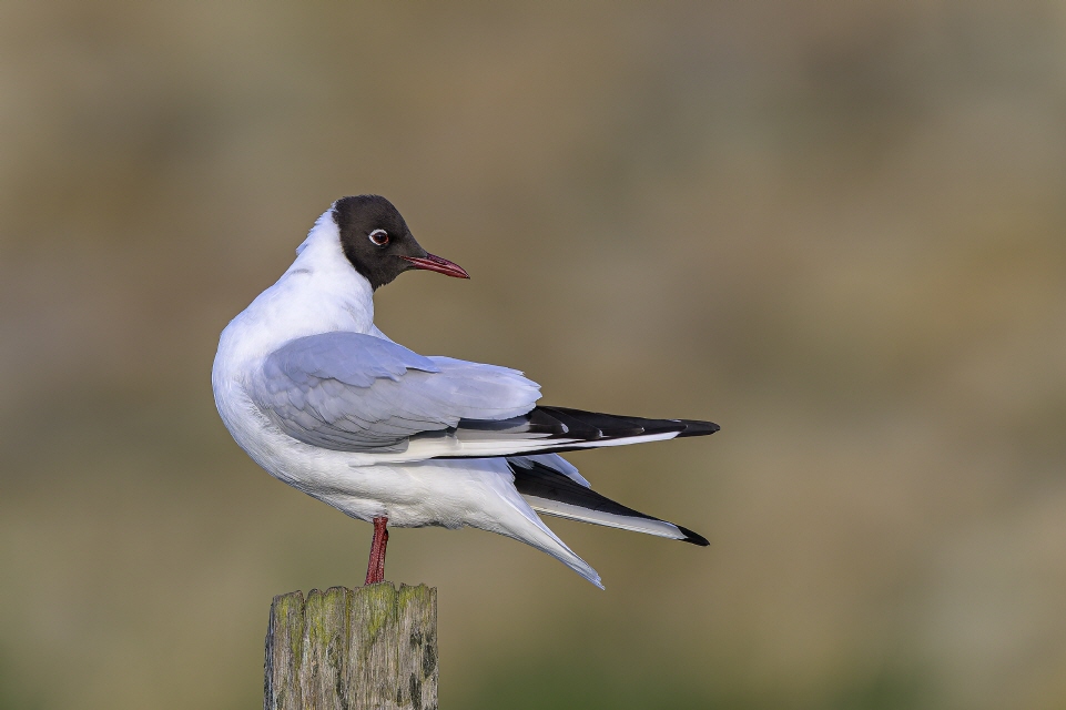 Steppenmöwe auf dem Ümminger See