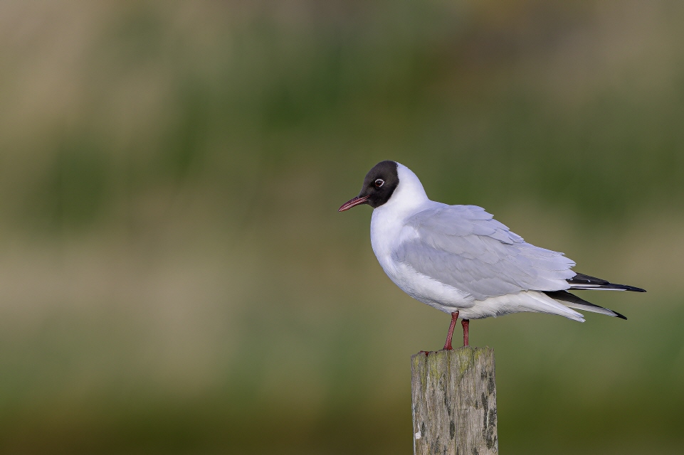 Steppenmöwe mit Beute (Nilgansküken)