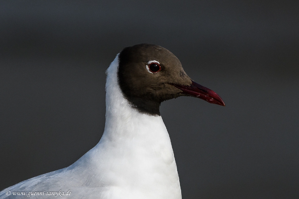 Lachmöwenportrait