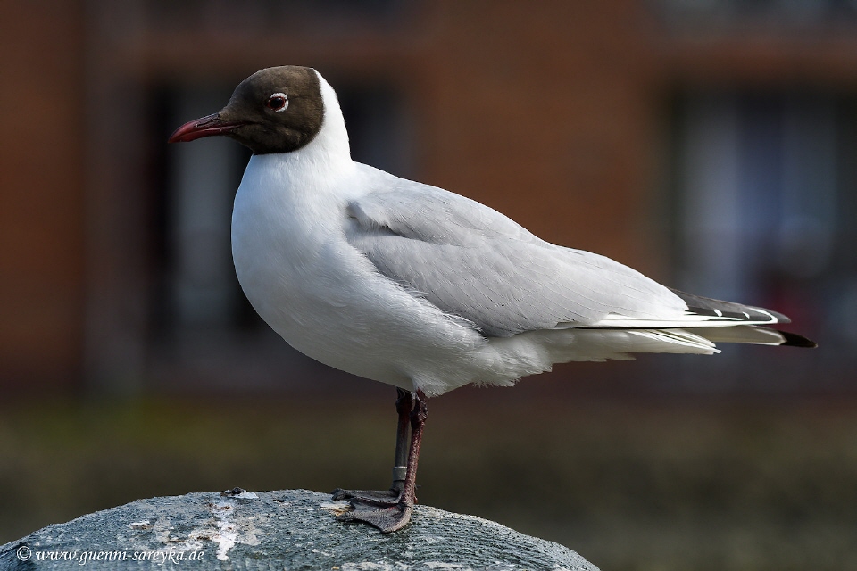 Lachmöwe