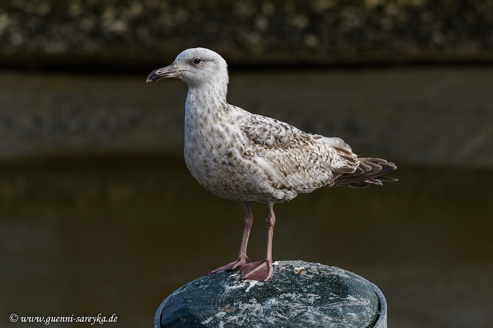 Juvenile Silbermöwe