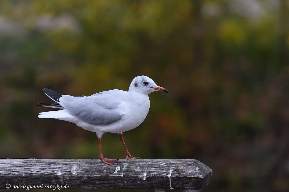 Lachmöwe