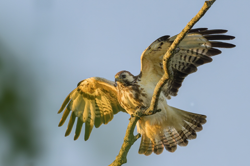 Mäusebussard im Abendlicht
