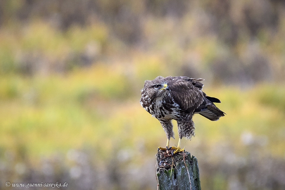 Mäusebussard beim Zerlegen seiner Beute