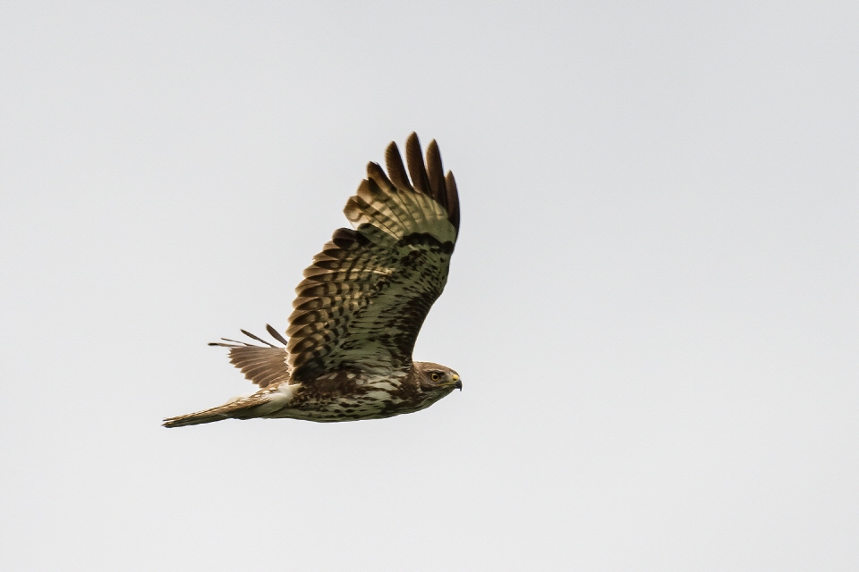 Mäusebussard im Flug