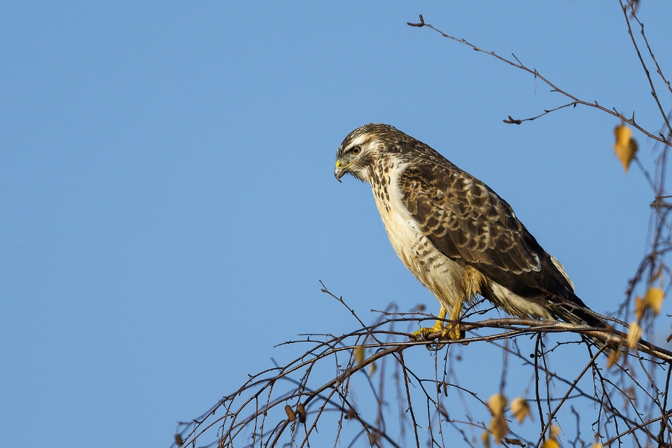 Mäusebussard im Flug