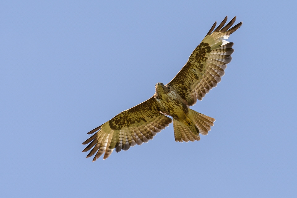 Mäusebussard im Flug