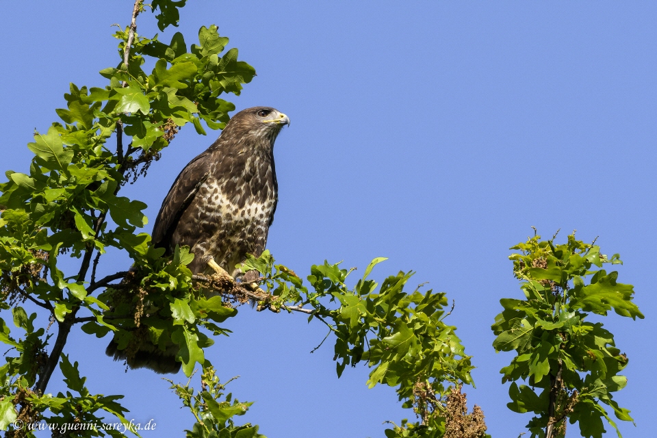 Mäusebussard