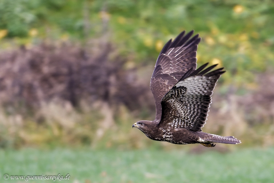 Mäusebussard im Tiefflug