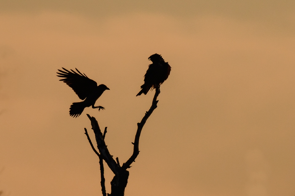 Mäusebussard und Krähe