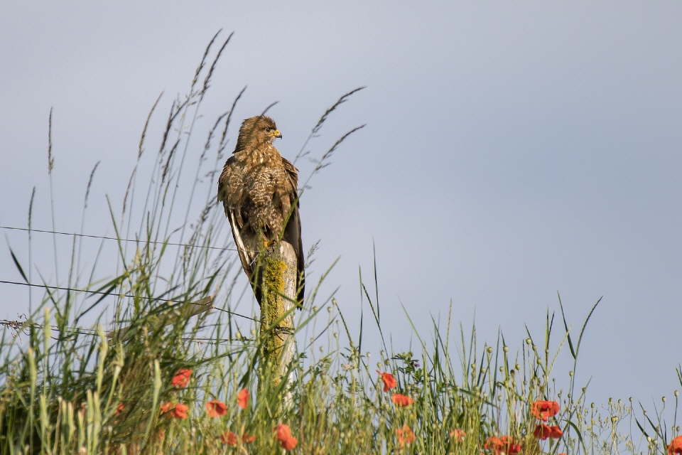 Mäusebussard auf der Warte