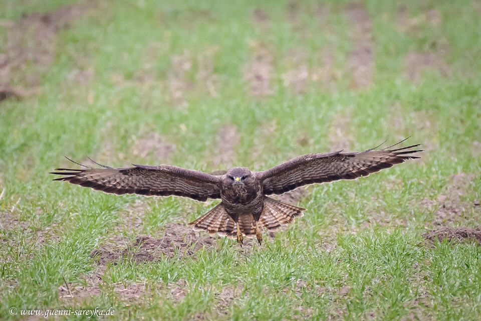Mäusebussard im Beuteflug