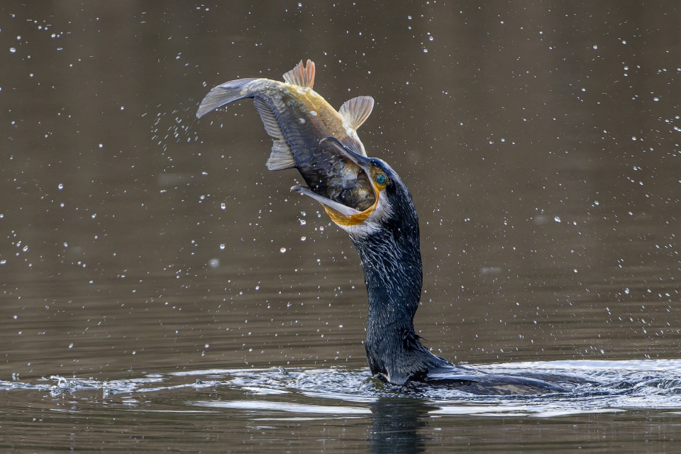 Kormoran