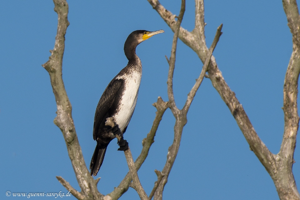 Kormoran pflegt sein Gefieder