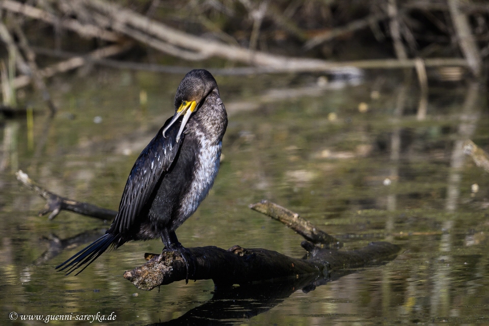 Kormoran trocknet sein Gefieder