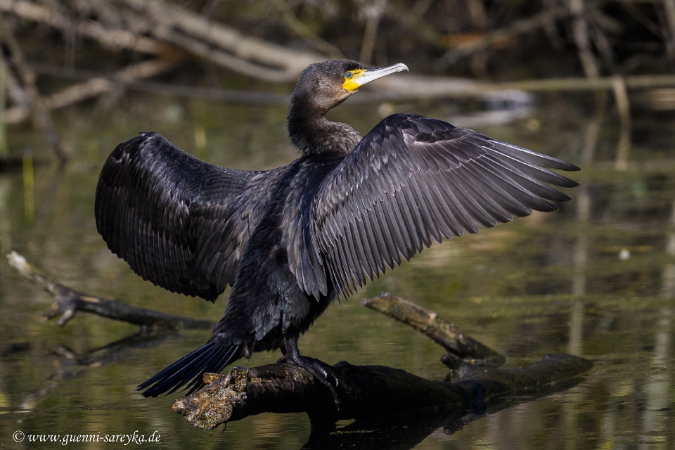 Kormoran trocknet sein Gefieder