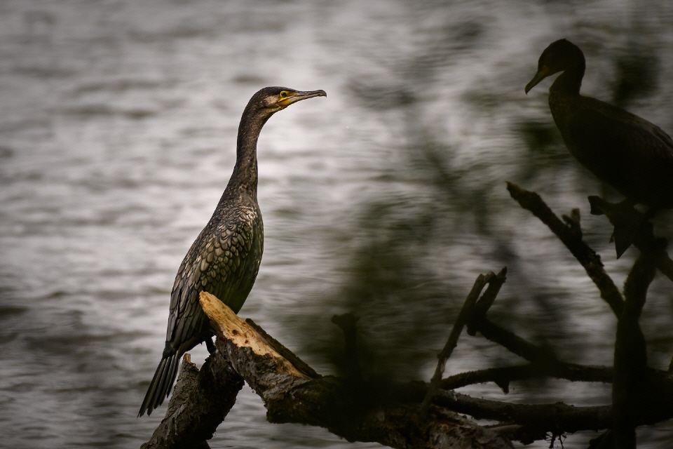 Kormoran