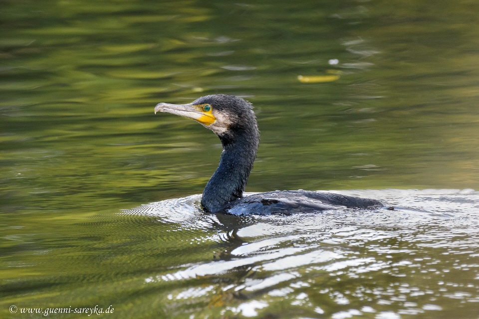 Kormoran bei der Jagd