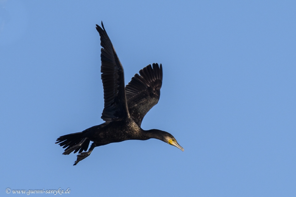 Kormoran im Flug