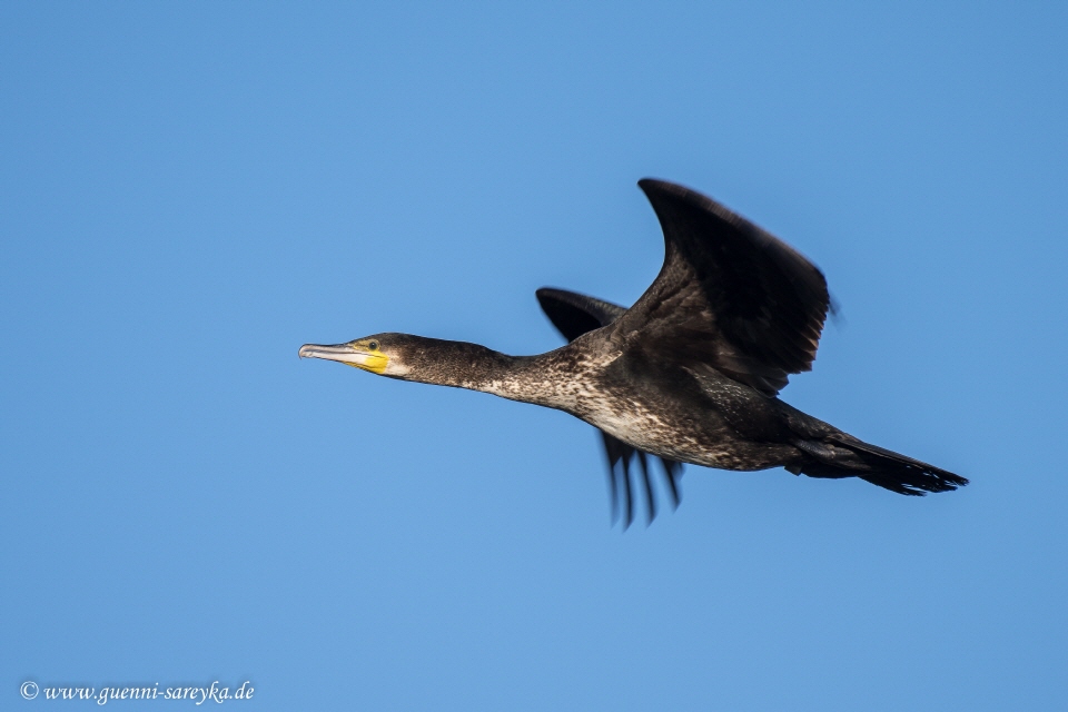 Kormoran im Flug