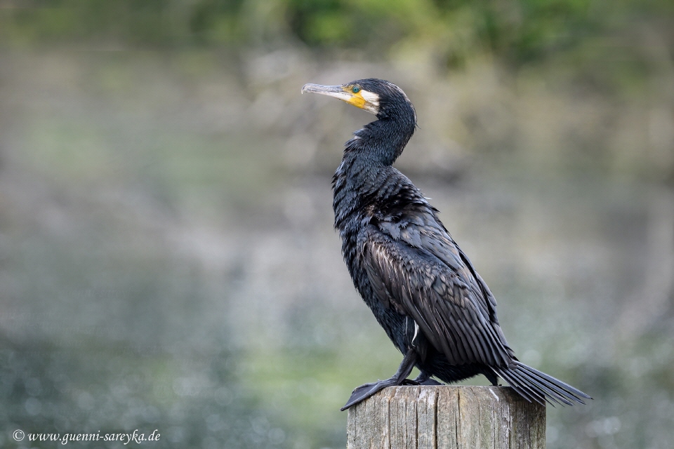 Kormoran am Ümminger See