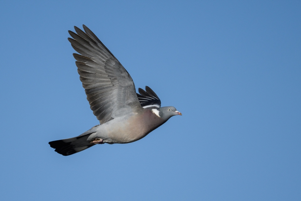 Ringeltaube im Flug