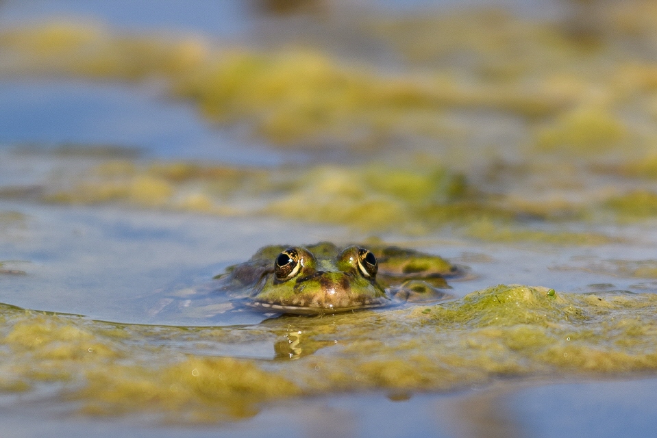 Teichfrosch