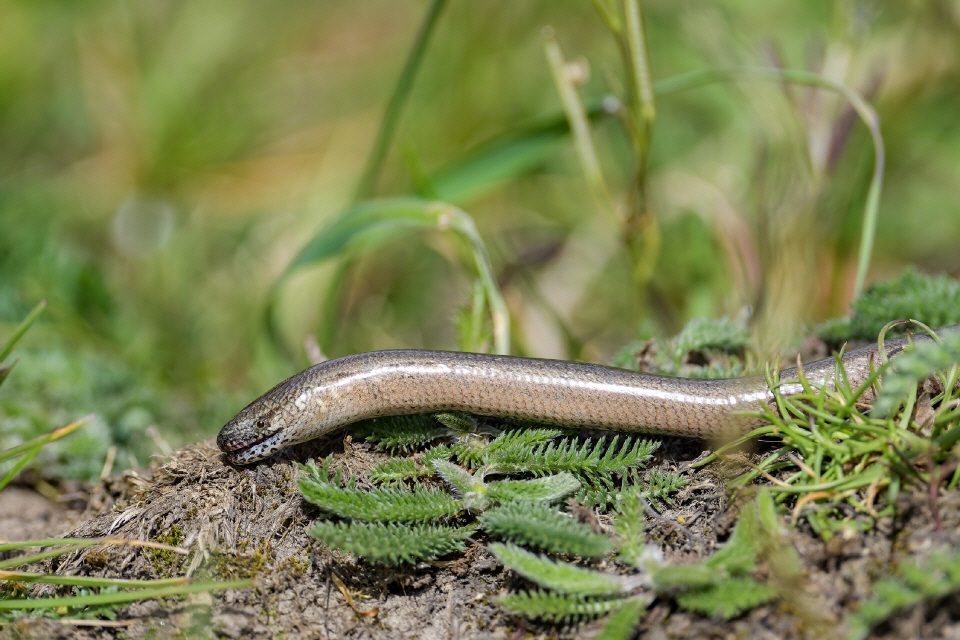 Blindschleiche