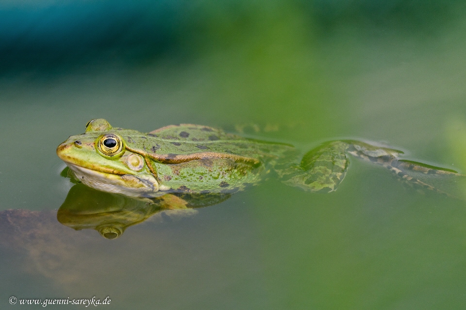 Teichfrosch