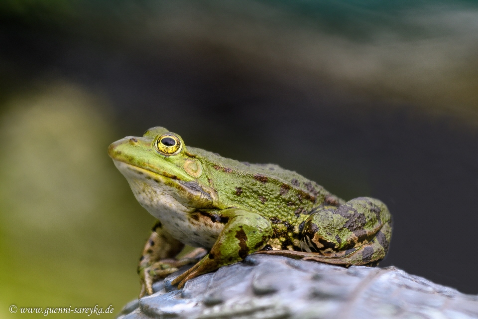 Teichfrosch