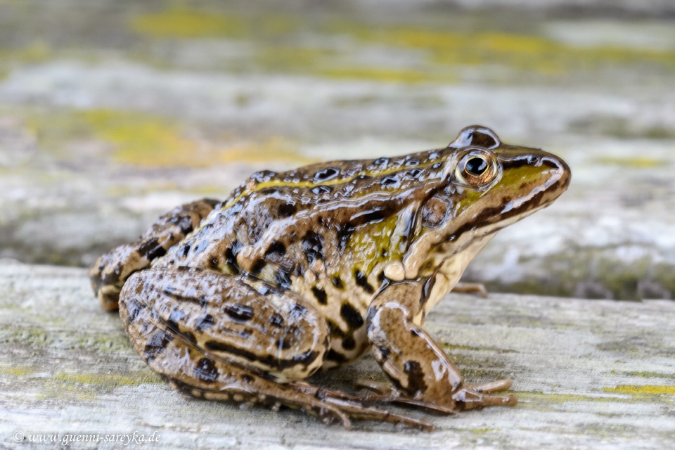 Moorfrosch