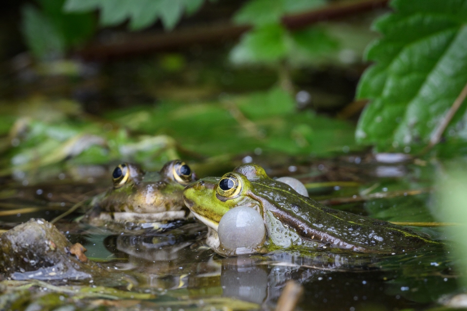 Teichfrösche im Laichgeschäft