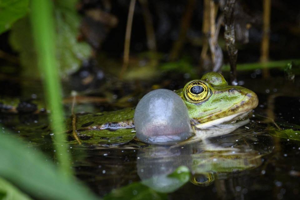 Quakender Teichfrosch