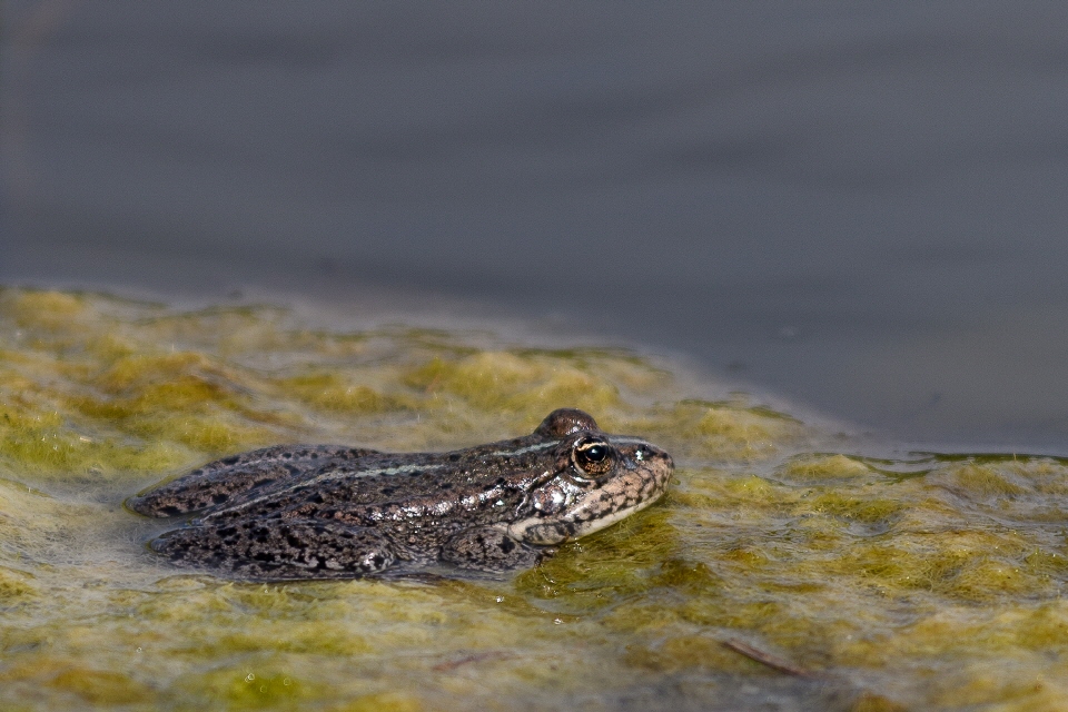 Teichfrosch