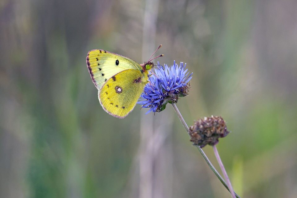 Goldene Acht