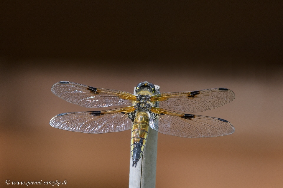 Vierfleck-Libelle