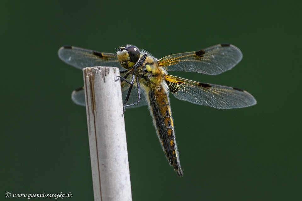 Vierfleck-Libelle