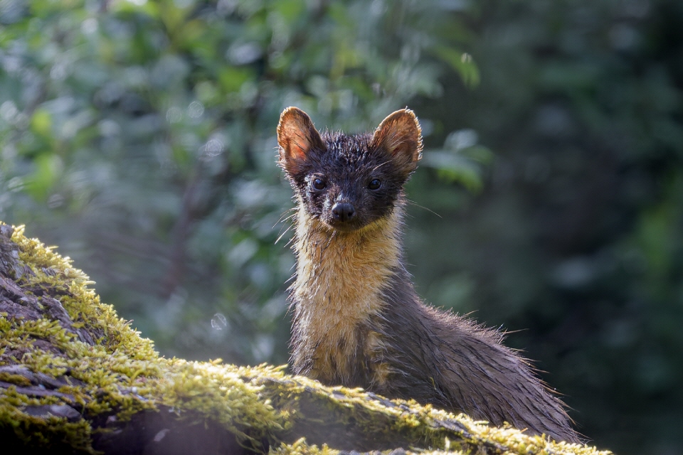 Baummarder