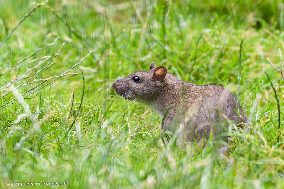 Wanderratte