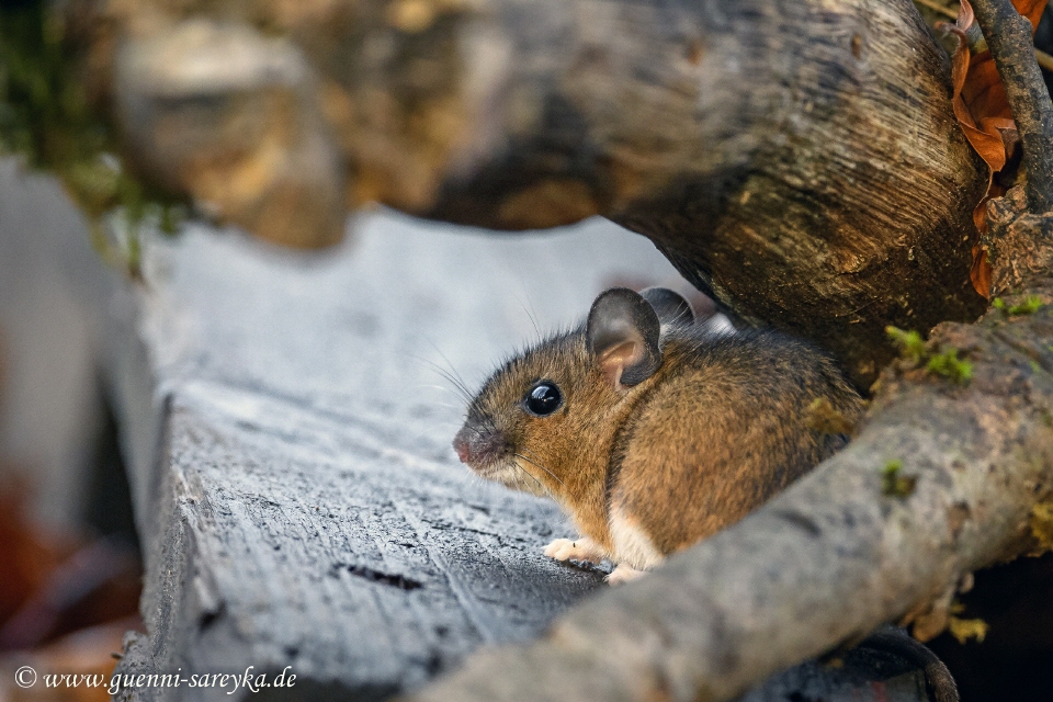 Waldmaus