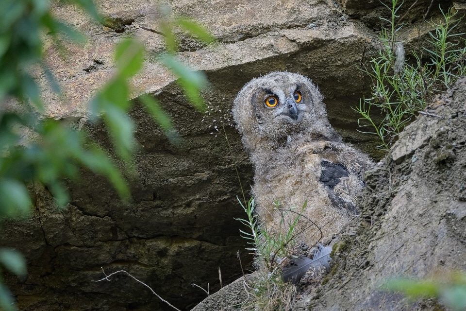 Juveniler Uhu