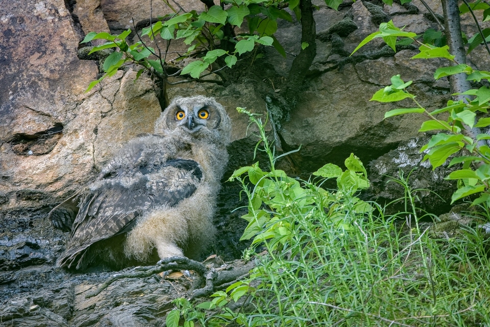Juveniler Uhu