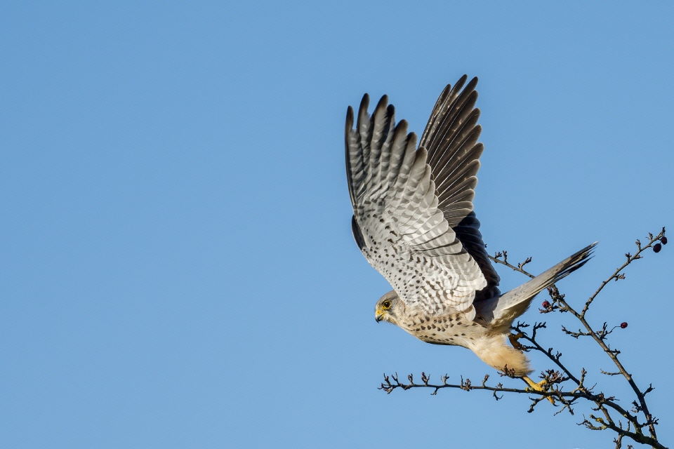 Turmfalke männlich