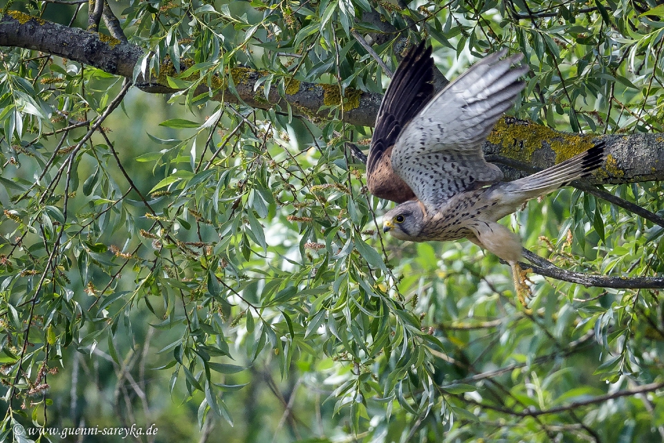 Turmfalke